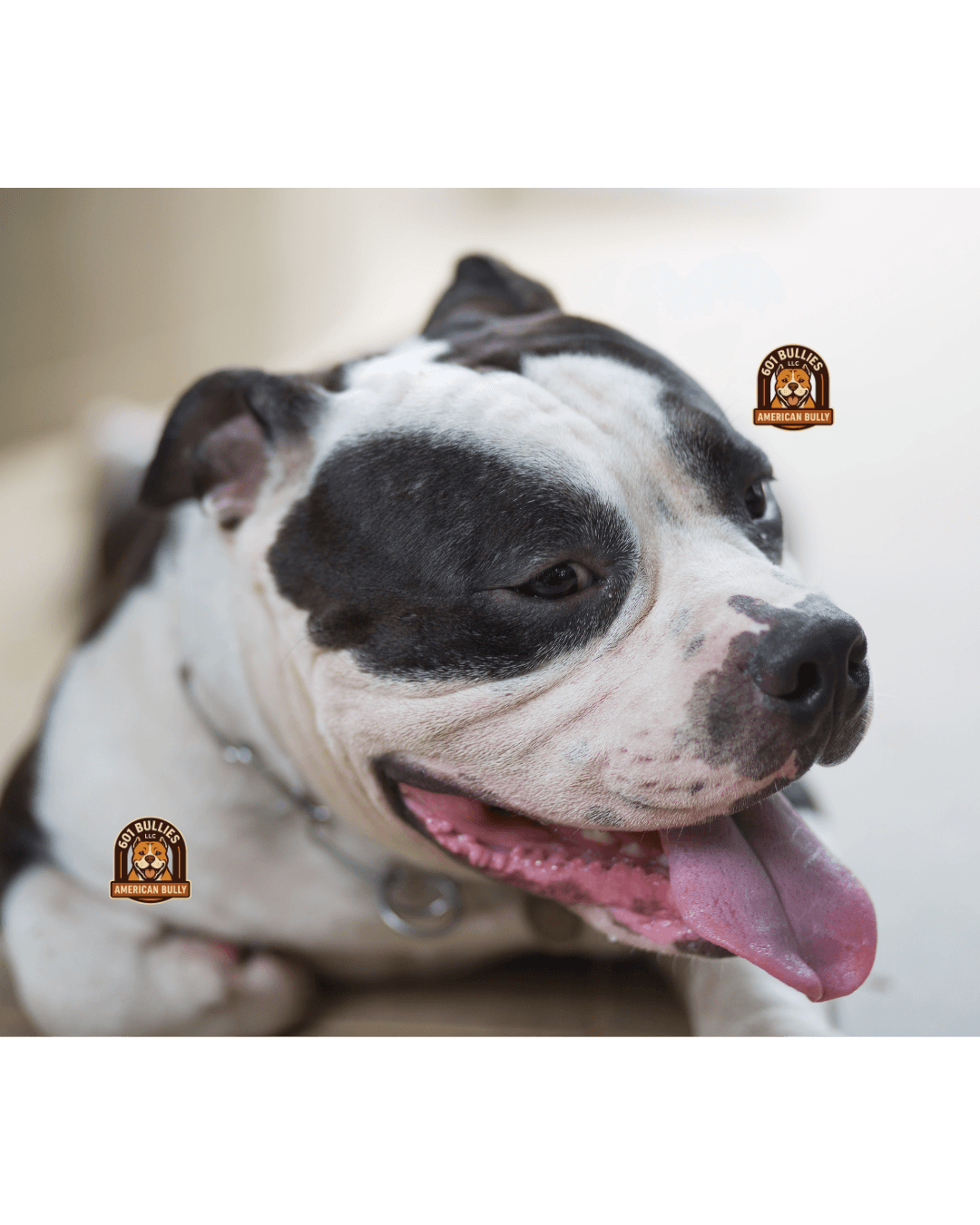 601 Bullies Kennel