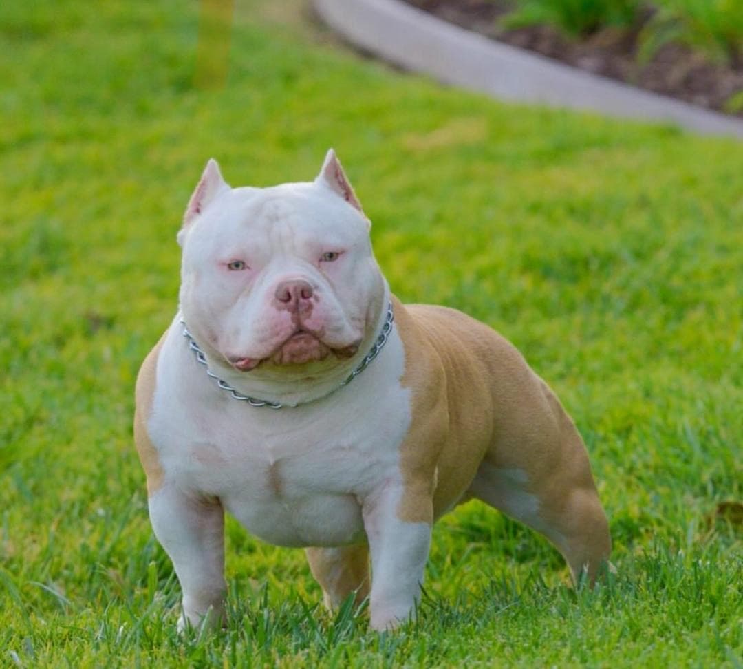 Goliath