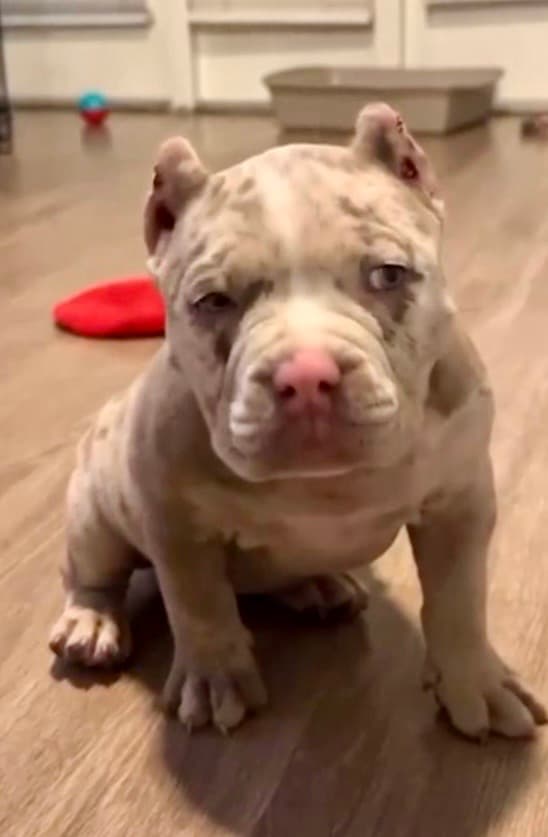 Apollo