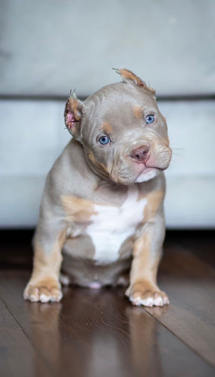 Milo