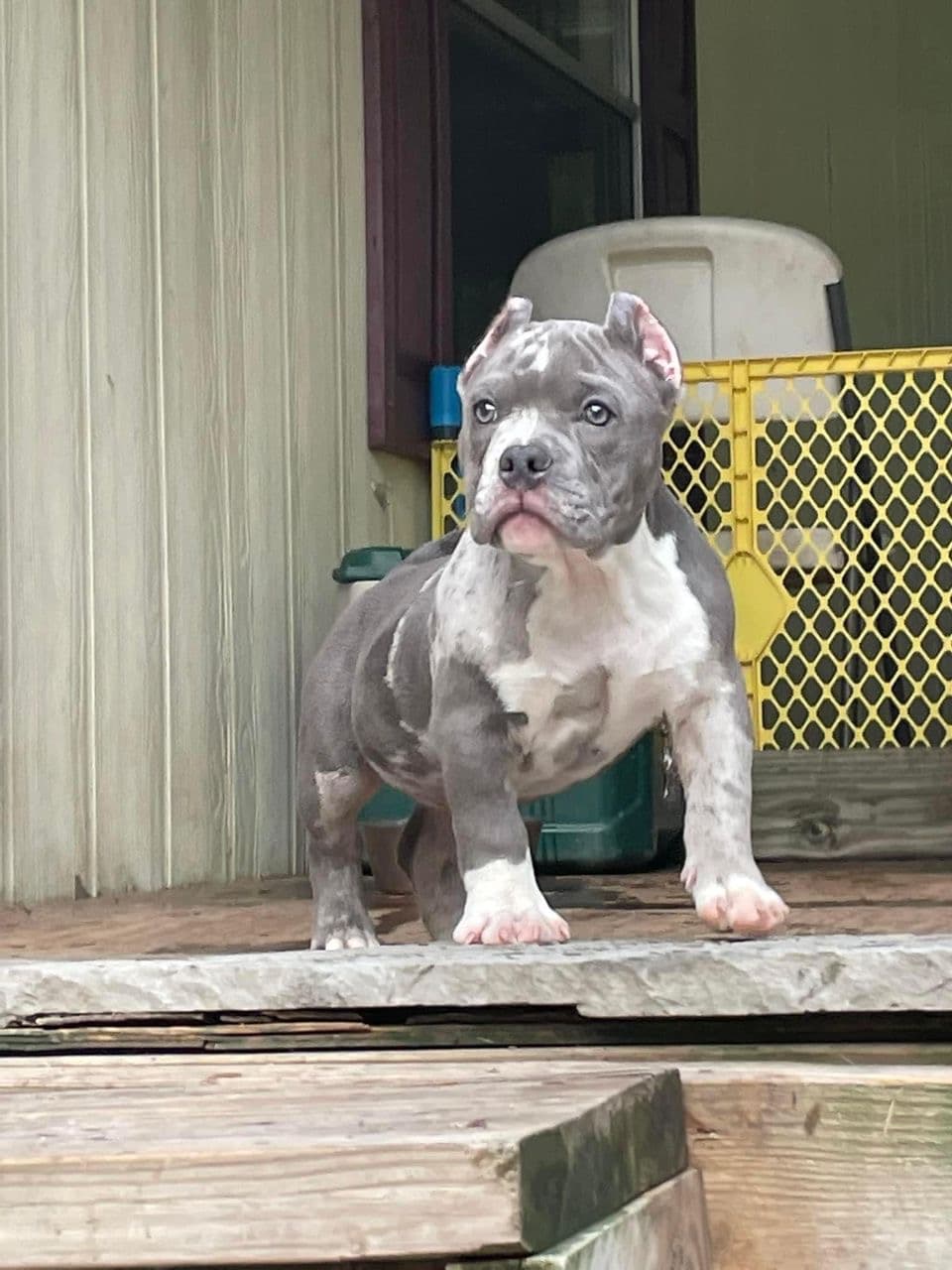 Rico